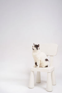 Portrait of cat sitting against white background
