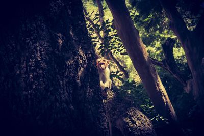 Trees in the forest