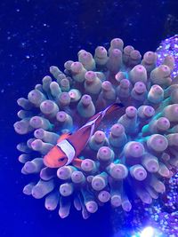 Close-up high angle view of clownfish in anemone