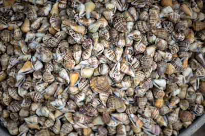 Full frame shot of insect and shells