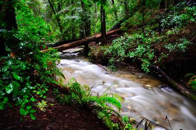 Scenic view of waterfall in forest