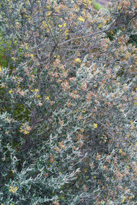 Full frame shot of flowering tree