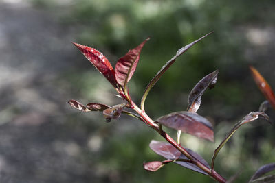 Close-up of red flowering plant