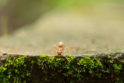 Close-up of ant on leaf