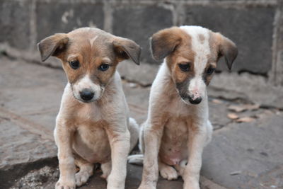 Portrait of two dogs