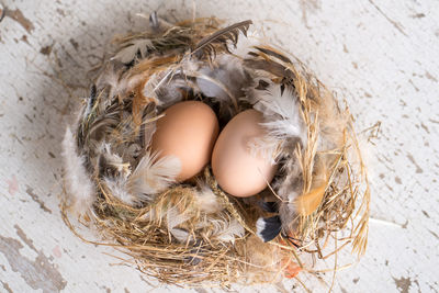 Close-up of eggs in nest on table