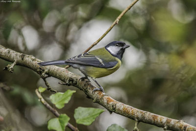 Close-up of bird perching on branch