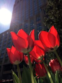 Close-up of red tulips blooming in park