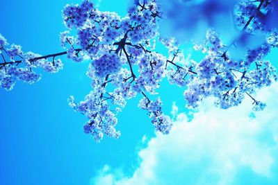 Low angle view of flower tree against blue sky