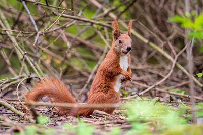 Close-up of squirrel