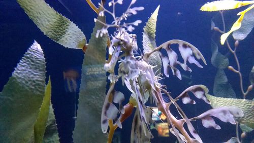 Close-up of fish swimming in aquarium