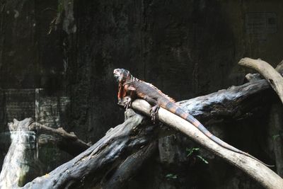 View of lizard on tree