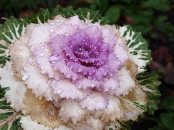 Close-up of purple flower