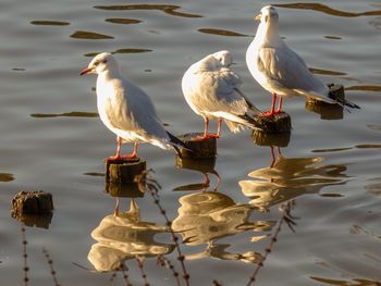 Seagulls perching on a lake