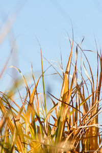Low angle view of plants against sky