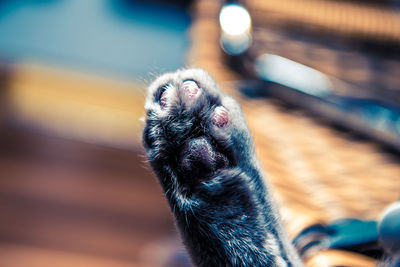 Close-up of cat paw