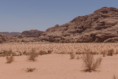 Scenic view of desert against clear sky in wadi rum and camels 