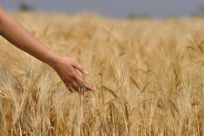 Close-up of wheat field