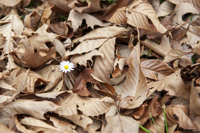 Full frame shot of dried autumn leaves on field