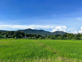 Scenic view of agricultural field against sky