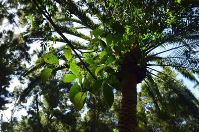 Low angle view of tree against sky