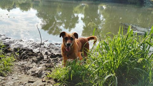Portrait of dog standing in lake