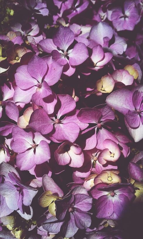 flower, freshness, petal, fragility, full frame, beauty in nature, growth, backgrounds, flower head, nature, purple, close-up, pink color, blooming, plant, abundance, in bloom, high angle view, pink, no people