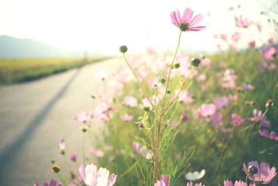 Close-up of pink flowers blooming in field