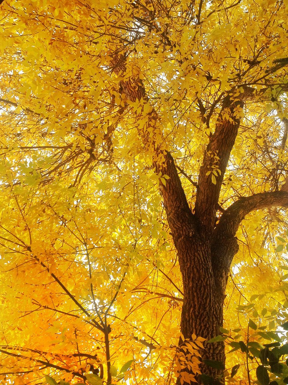 tree, yellow, low angle view, branch, autumn, growth, nature, change, beauty in nature, tree trunk, season, tranquility, full frame, scenics, backgrounds, orange color, leaf, outdoors, day, no people