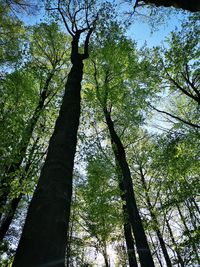 Low angle view of bamboo trees in forest