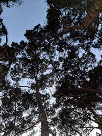 Low angle view of trees against sky