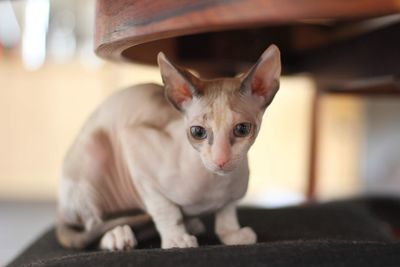 A cute cornish rex kitten under a table