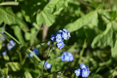 Close-up of blue flowering plant