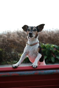 Portrait of dog looking at camera