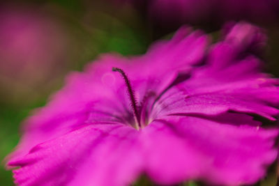 Close-up of purple flower