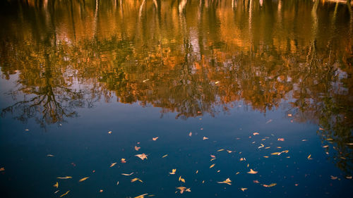 Reflection of trees in lake