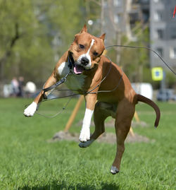 Dog running on field