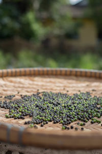 Close-up of plants growing on field