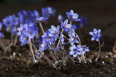 Close-up of purple crocus flowers on field