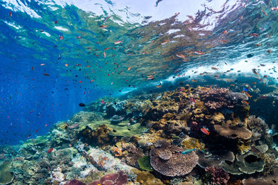 Fish swimming in sea