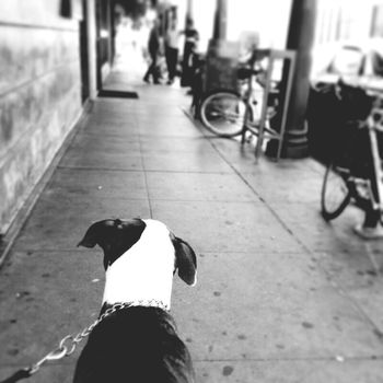 Dog walking on pavement