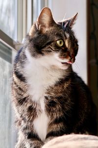 Tabby cat with her tongue out