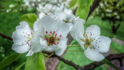 Close-up of white cherry blossom tree