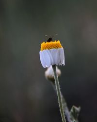 Close-up of insect on flower