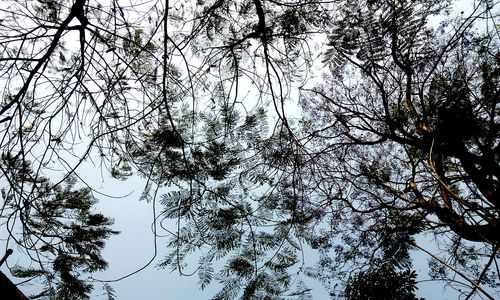 Low angle view of trees against sky