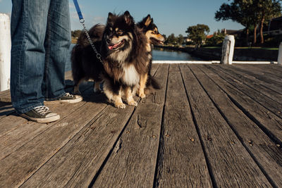 Low section of man with dog sitting on wood