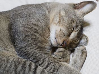 Close-up of cat sleeping