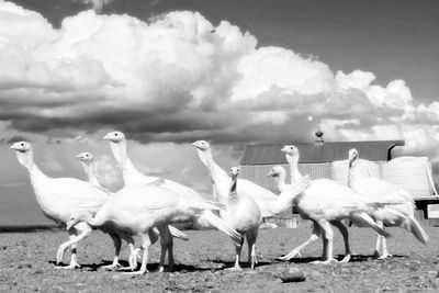 Sheep on field against sky