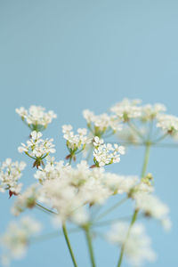 Close-up of white flowering plant against clear blue sky