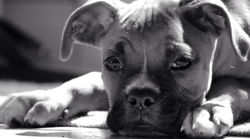 Close-up portrait of dog lying down